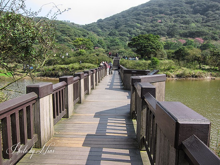 【陽明山景點】大屯自然公園。台北也有野餐聖地賞櫻祕境