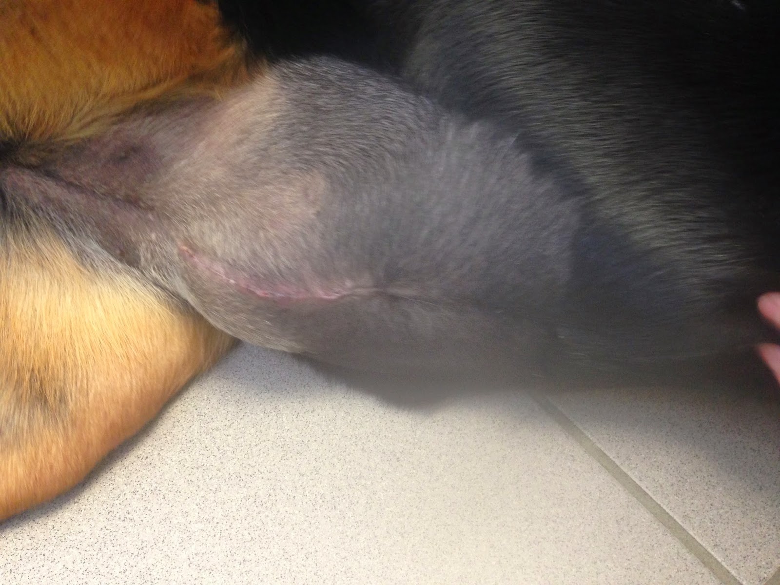 Dog Spay Incision Lump Months Later  