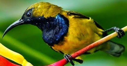 Perawatan Sogok Ontong Agar Cepat Gacor Dan Tidak Mati Maskicau Net