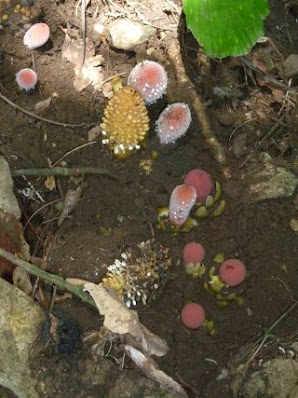 Pilze in Thailand