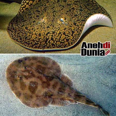 Hewan Dengan Sengatan Listrik Mematikan Berita Aneh Unik Dan Menarik