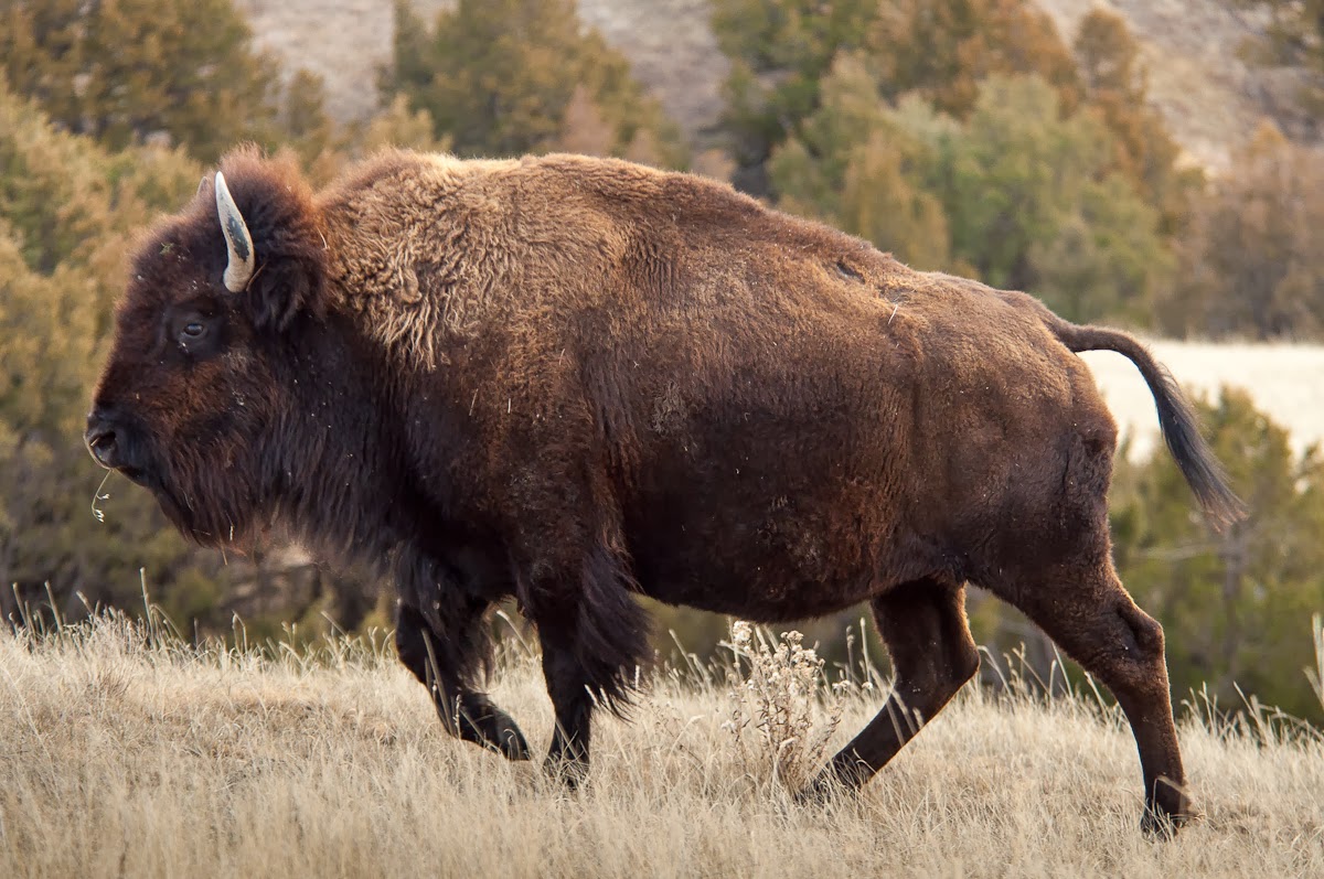 A Tree Falling Badlands National Park Bison