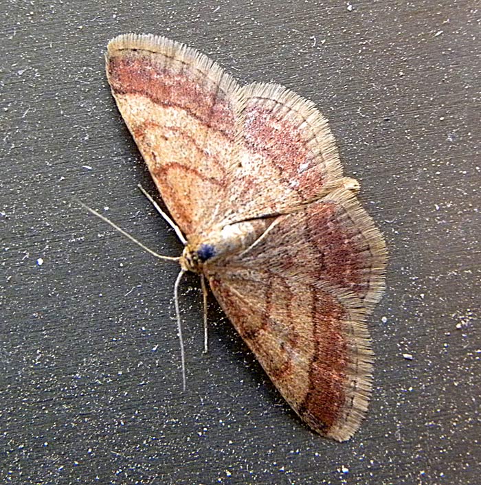 FotoNaturaHuesca TAWNY WAVE Scopula rubiginata Johann Siegfried