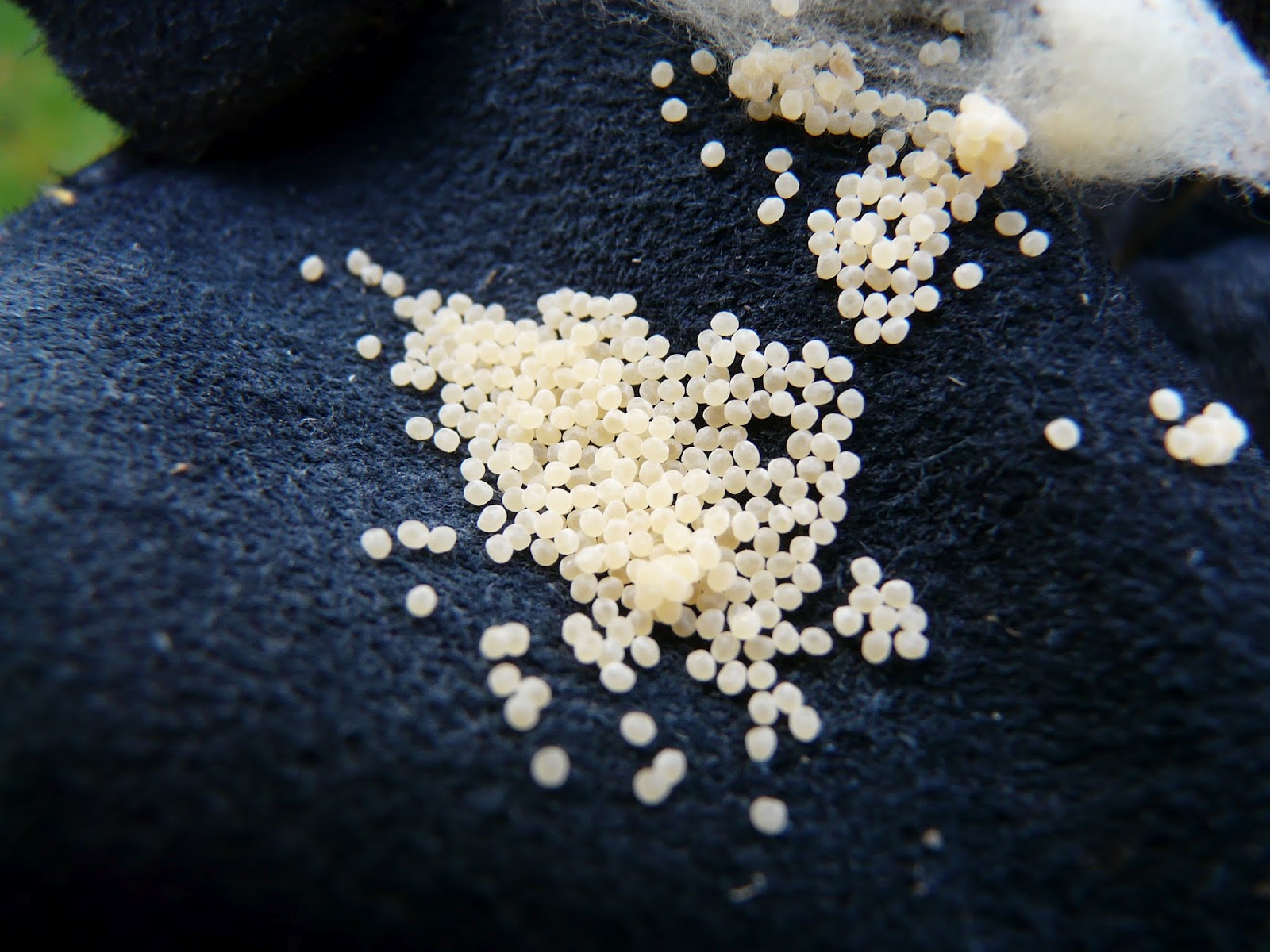 Nos Bêbêtes oeufs jaunes d'araignée