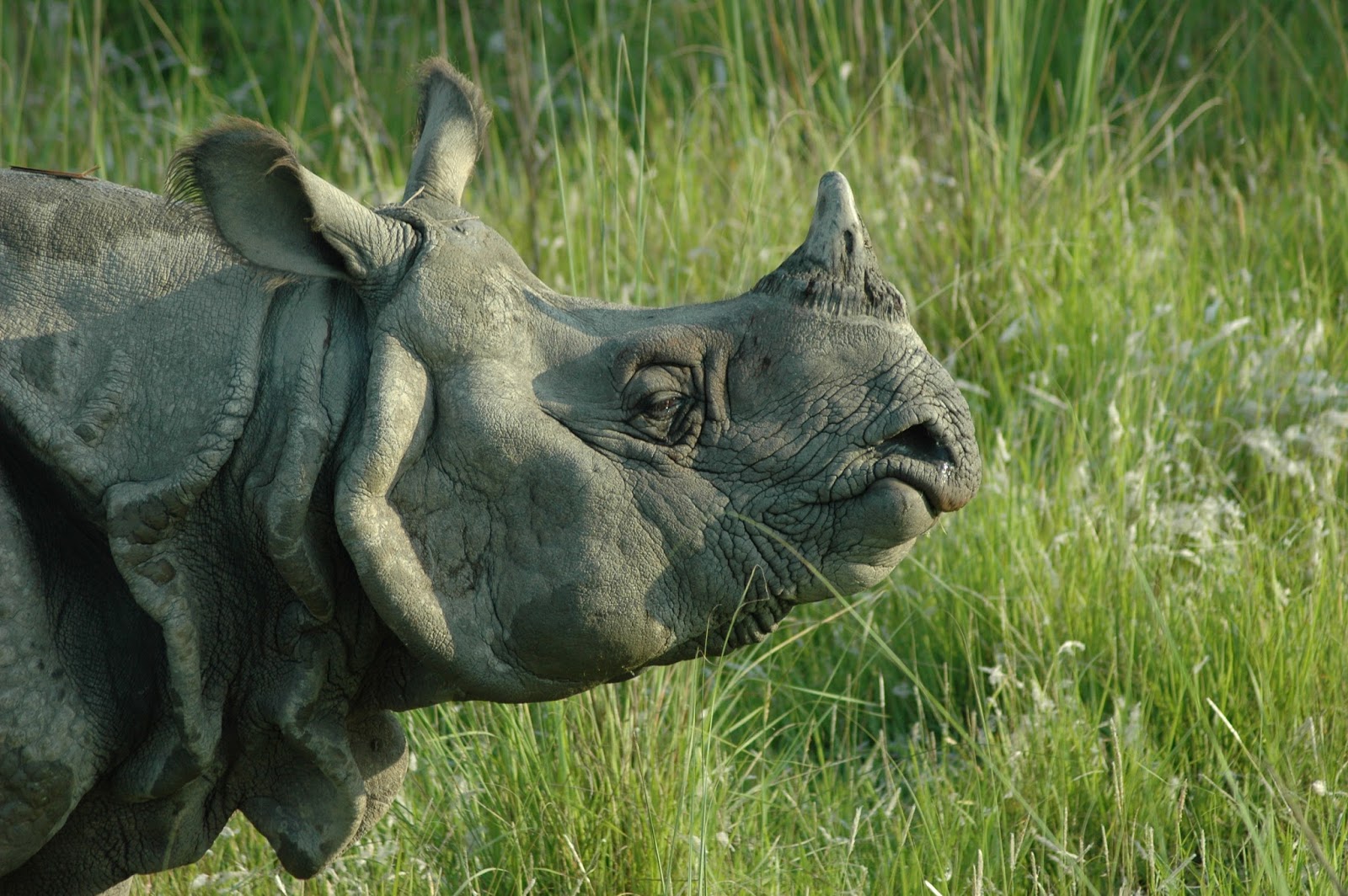 Rare Animal And Bird Found In Nepal Great One Horn Rhino(Rhinoceros