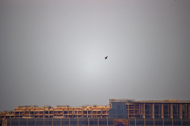 skywatch, cloudless, sky, haze, bandra east, mumbai, black kite, bird, india, 