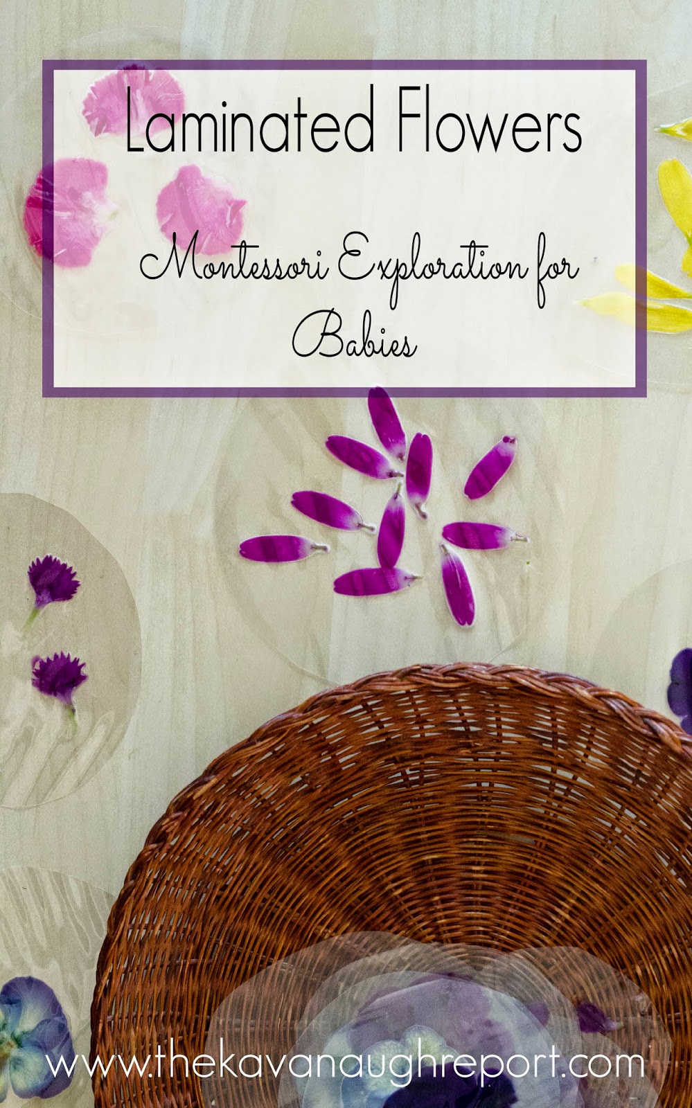 Laminated Flower Exploration for Babies