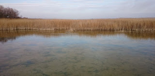 Las Tablas de Daimiel, provincia de Ciudad Real. Las Tablas de Daimiel, provincia de Ciudad Real.