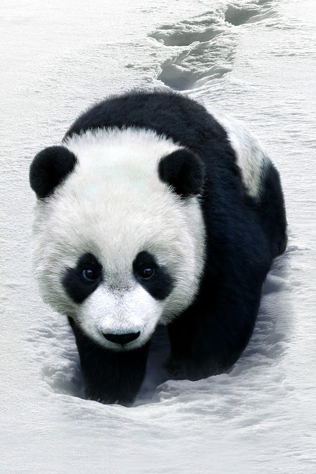 Panda  Galaxy Note HD Wallpaper