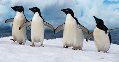 Pingüinos Adelia
