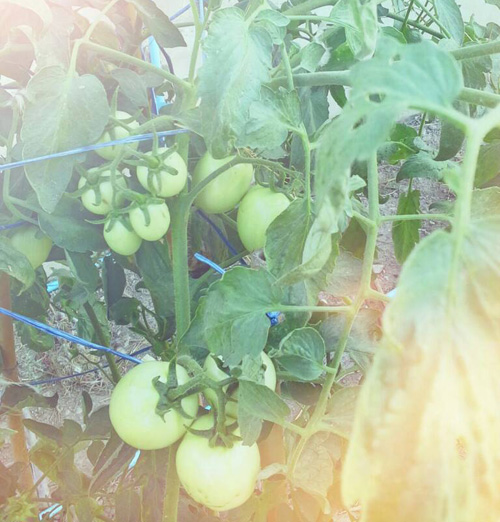 รายการ 97+ ภาพ การ-ปลูก-มะเขือเทศ ความละเอียด 2k, 4k