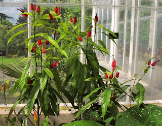 Pavonia multiflora