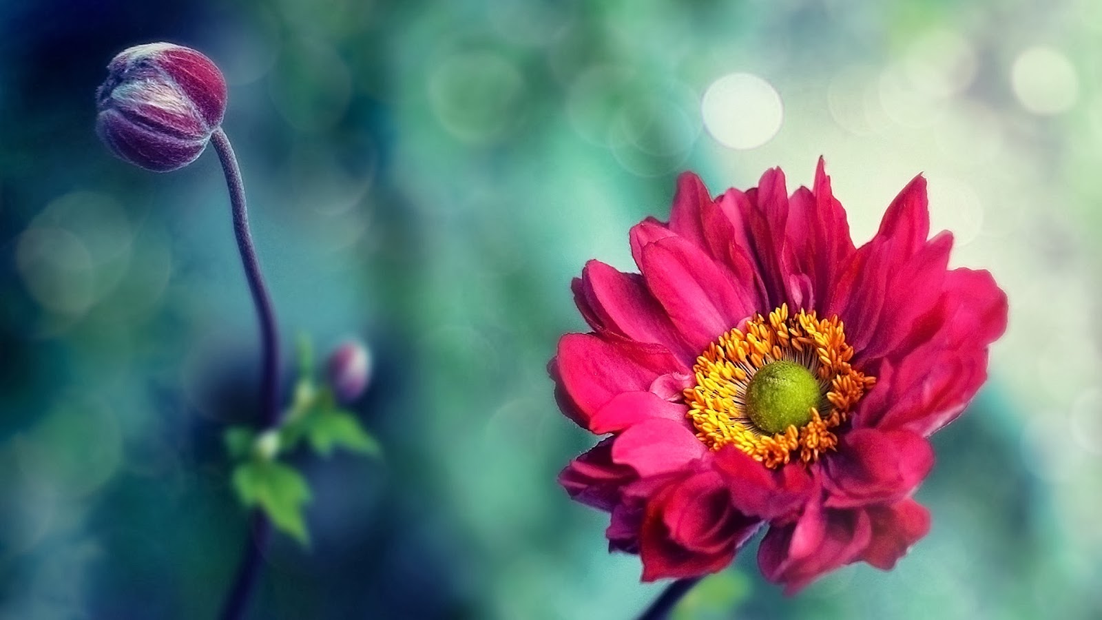 20+ Best Pink Wallpapers The Best Wallpapers