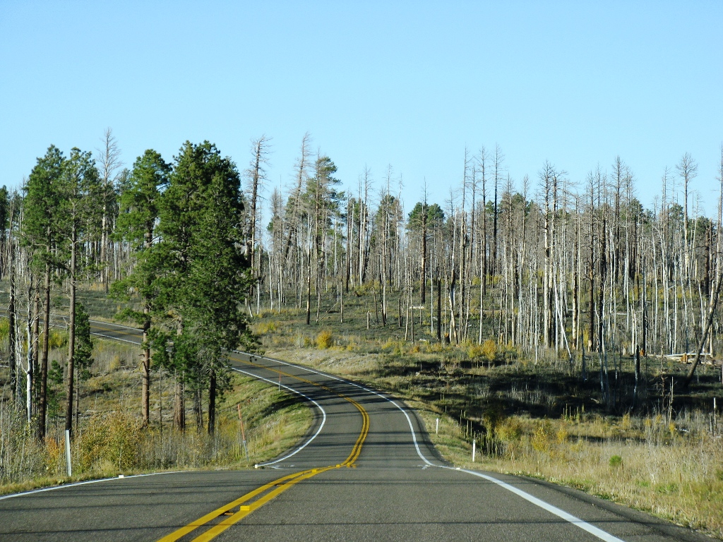 Chicago Photos: Burnt Forest (at Kaibab National Forest, AZ)