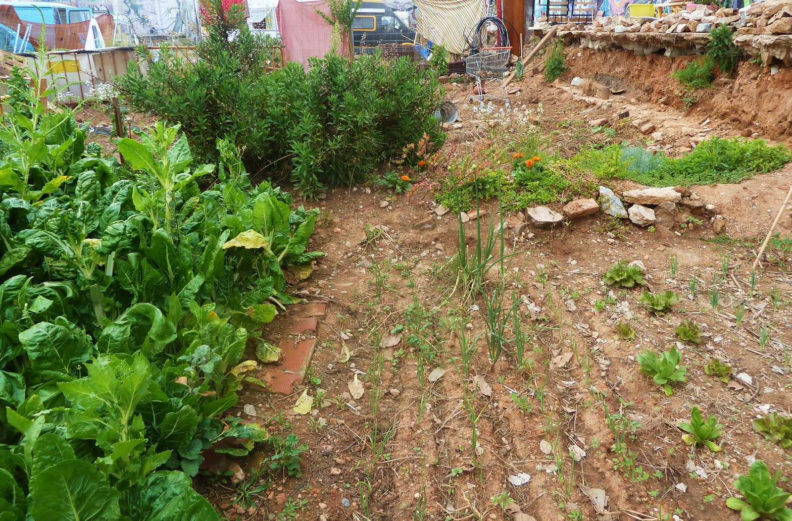 Artkatraz: El huerto