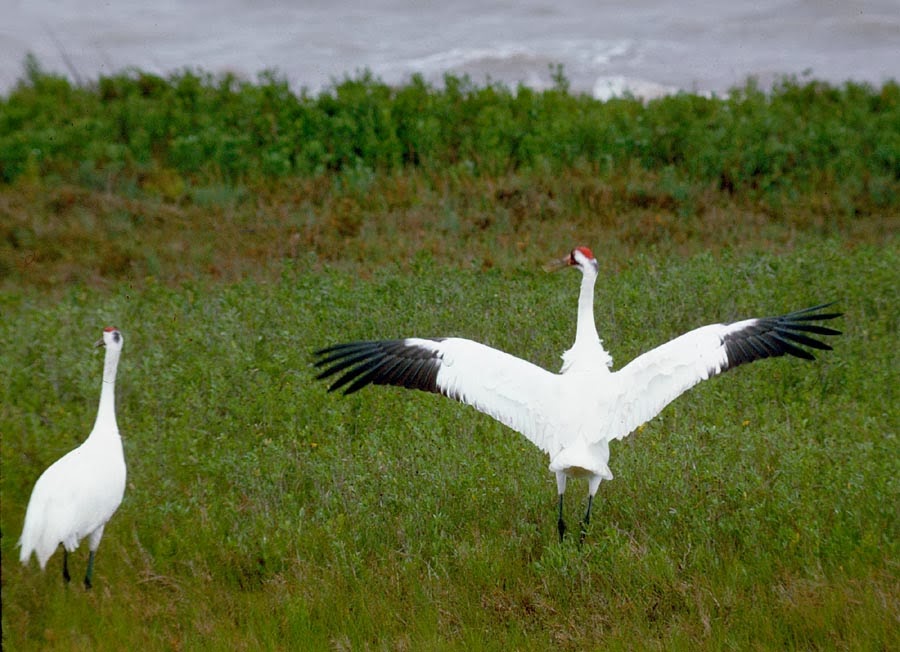 Whooping Crane Wild Life World