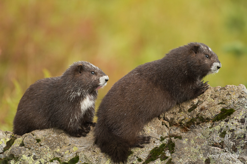 Abe's Animals Vancouver island marmot