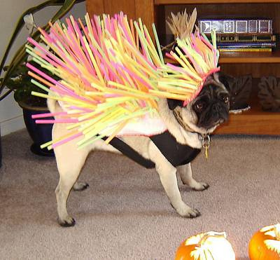 Life With 4 Boys: Funniest Dog Halloween Costumes Photo Dump