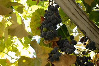 grape arbor organic sustainable gardening