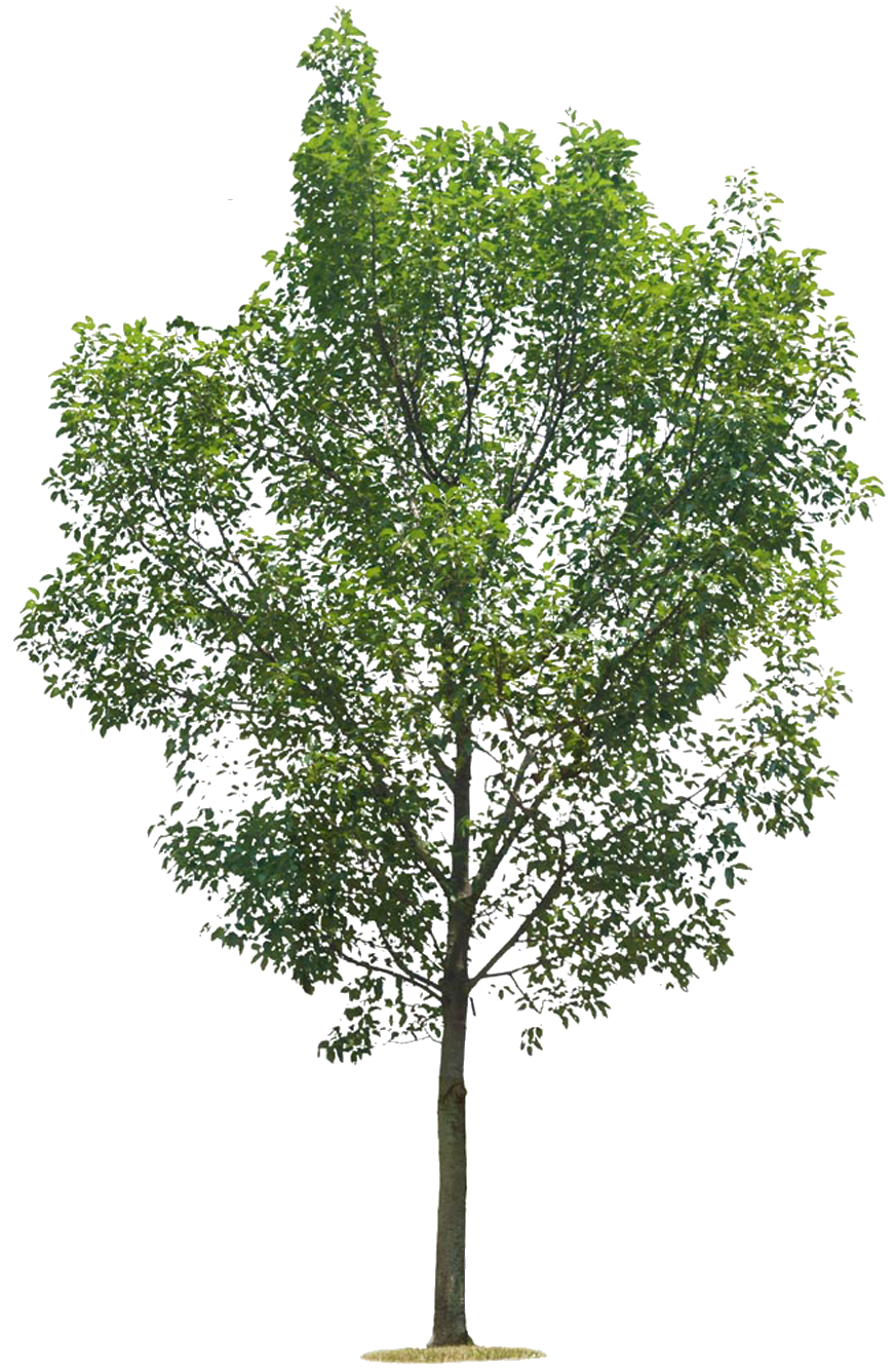 Lespngenfolies PNG Arbres lespngenfolies-png-arbres
