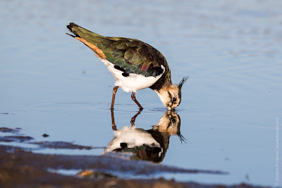 Чибис. Чайка. Lapwing. Vanellus vanellus