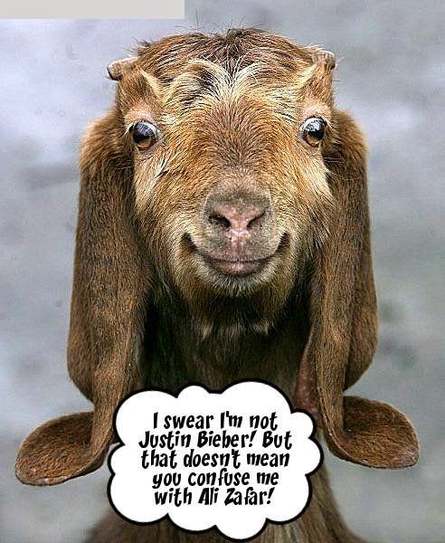 Eid Ul Adha Jokes - Funny Memes, Quotes, Images 2020 - Viral Hub