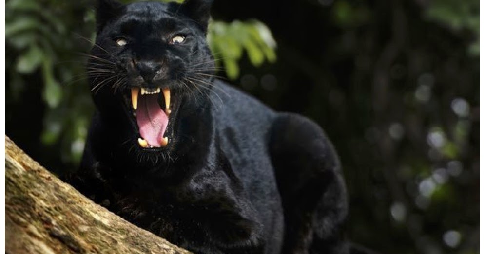 Black Panthers Hunting