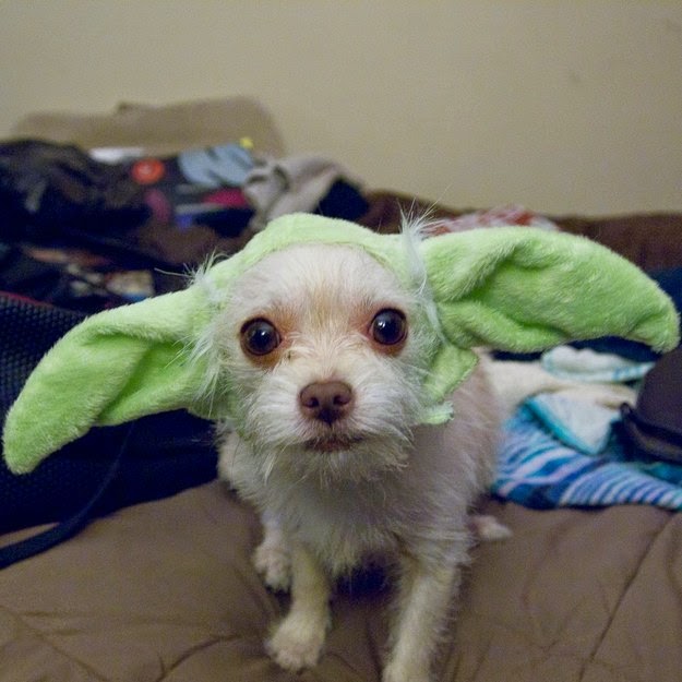 yoda star wars pet costume