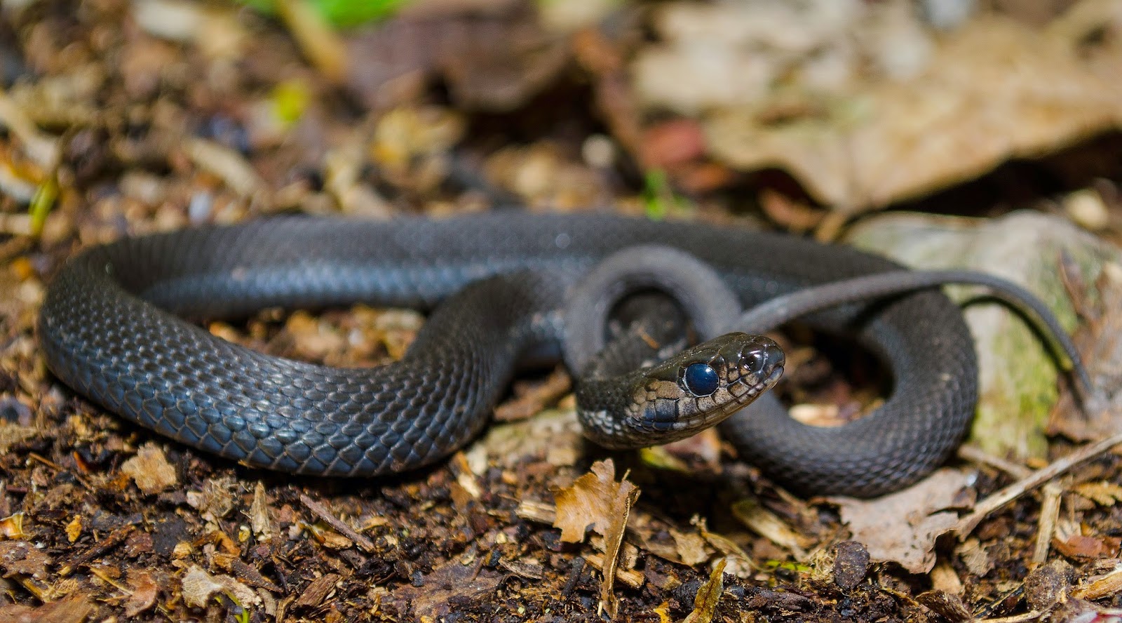 Melanistic Eastern Garter Snake Ohio