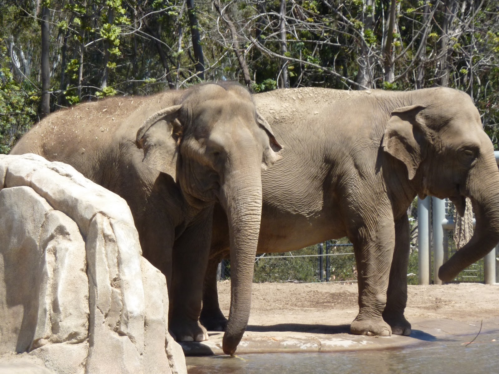 Just Breathe SAN DIEGO ZOO SUNDAYS IN MY CITY