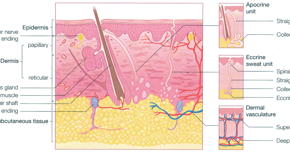 Physiology at your fingertips Histological structure of skin