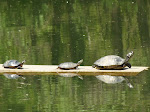 3 Turtles at Nolde