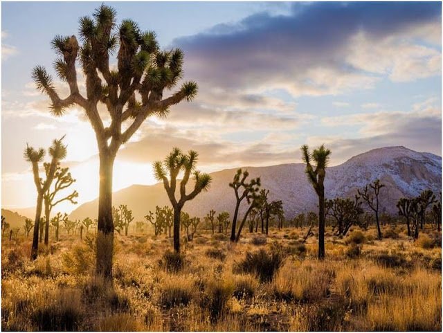 Joshua Tree National Park