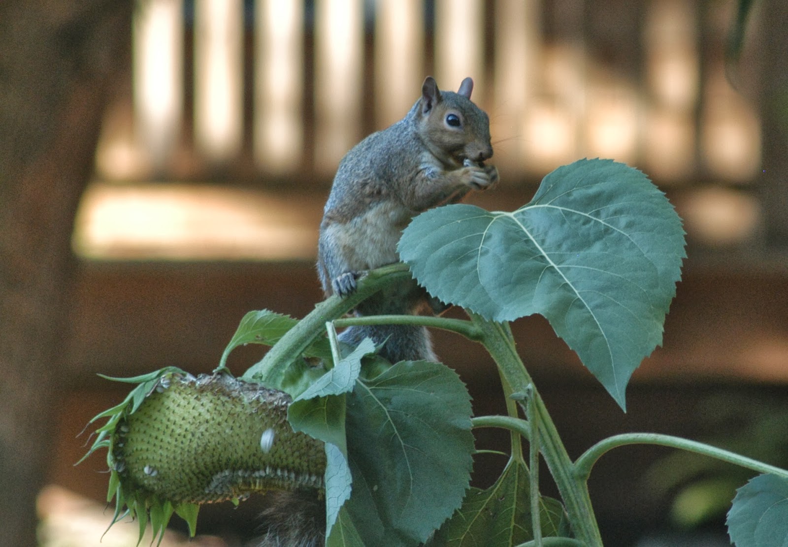 Erik Nilsson Squirrel Eating Sunflower