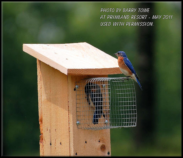 Bird In Everything Bluebird Bird House Plans
