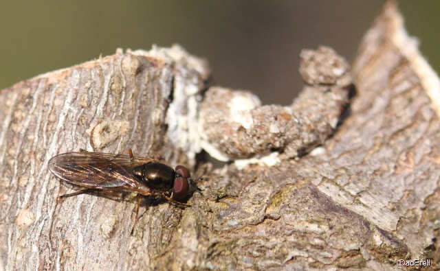 Un syrphe sur une branche de glycine