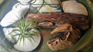 Driftwood in terrarium