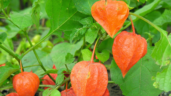 Extra shot artinya apa saja manfaatnya