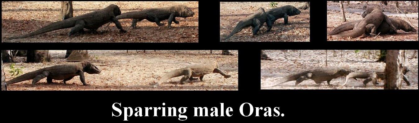 Rigor Vitae Life Unyielding March 17