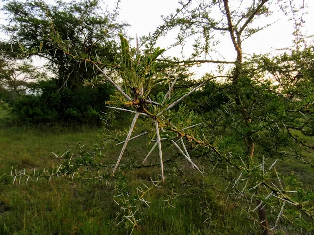 Thorns of an acacia tree in Lake Mburo National Park in Uganda