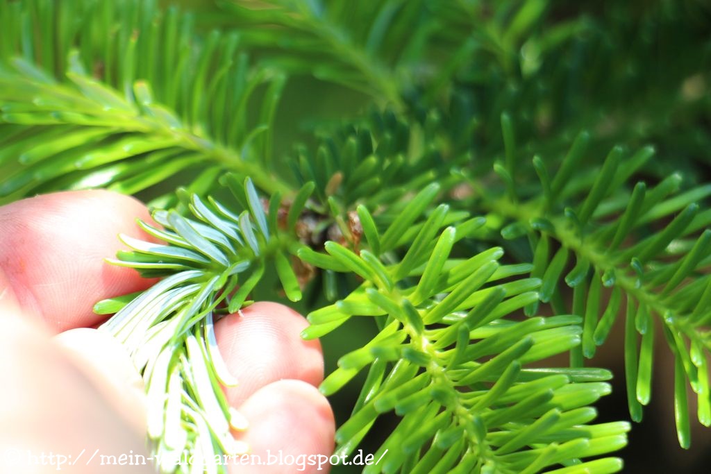 Mein Waldgarten Weiße Tannennadeln!