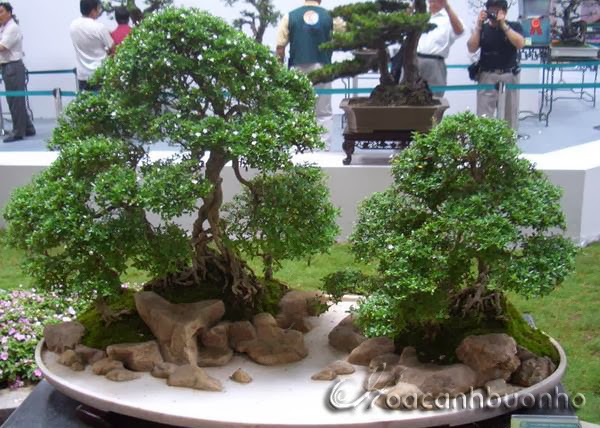 PENJING TRUNG QUỐC CHỦ ĐỀ CỤM RỪNG