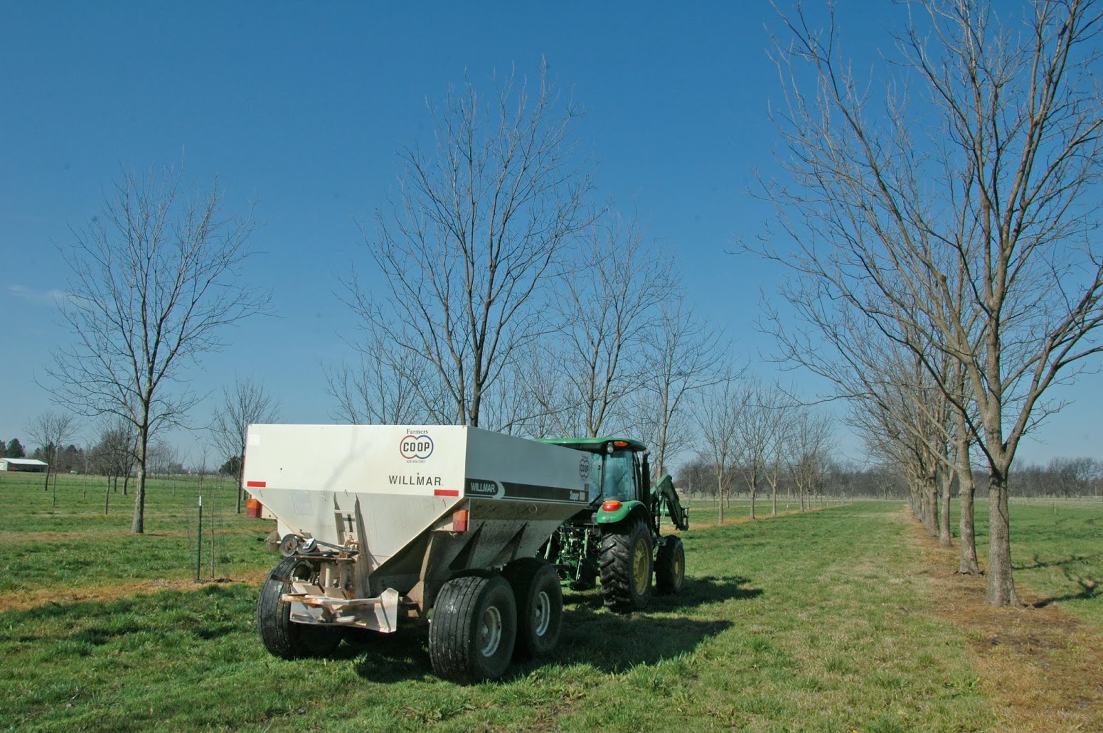 Northern Pecans Spring fertilizer application in the pecan grove