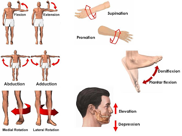 Sistem Gerak Otot - Perumperindo.co.id