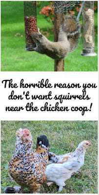 keep squirrels away from chickens