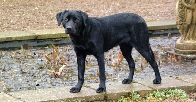 hund hinterbeine zittern beim stehen