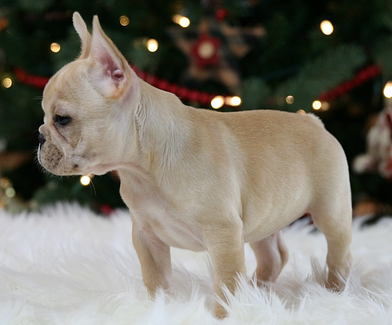 Availale Frenchie Terrific French Bulldogs Puppies For Sale