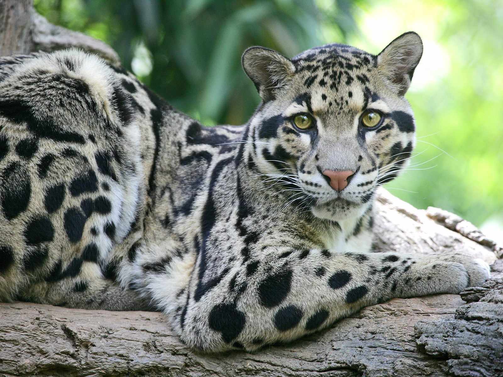 Wallpapers Y Fondos De Tigres panteras grandes Felinos tiger panter big Cat wallpapers-y-fondos-de-tigres-panteras-grandes-felinos-tiger-panter-big-cat