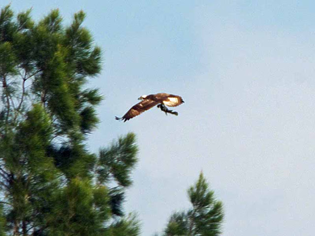 osprey carries fish home