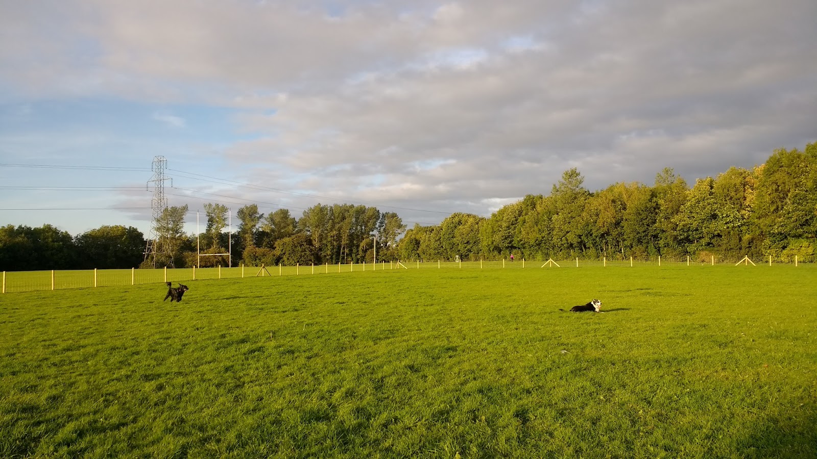 New dog park in Dublin 15 A dog's paw